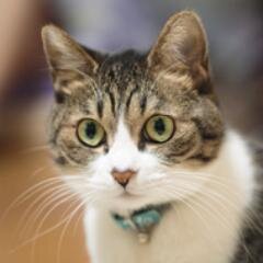 緒川むつきさんのプロフィール画像