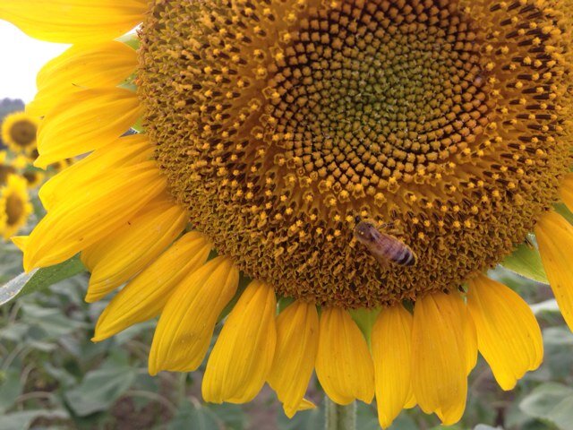 janebi45's profile picture. 