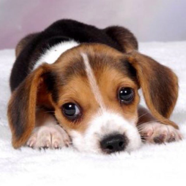 Animalitos_123's profile picture. Él ♡