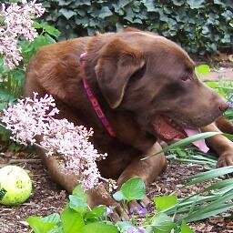 Dog walker. Anthropology, community/ethnic media, human rights, animal rescue, peace & kindness. #postcardstovoters. Former research analyst @pewjournalism