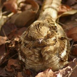 lgtuthill's profile picture. Retired, interests are birding, wildlife,,history and photography.