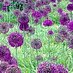 De Beauvoir Gardeners (@dbgardeners) Twitter profile photo De Beauvoir Gardeners (@dbgardeners) Twitter profile photo