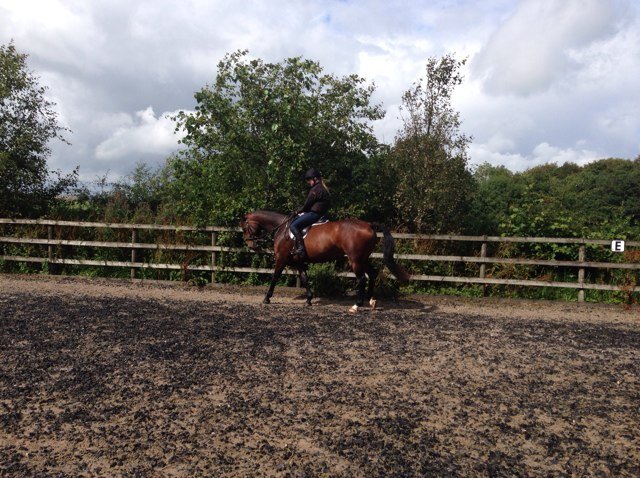 CaltonSaddlery's profile picture. Independant saddle sales and advice. Please visit me at http://t.co/Ro2K9jxY2D SMS qualified.