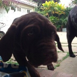 FantasyBigDog's profile picture. 