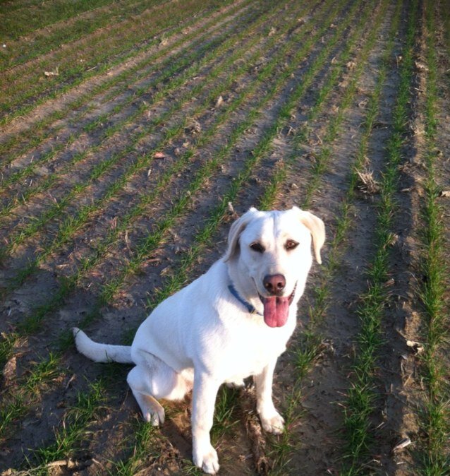 Technical Agronomist, Monsanto Co.    IF IT AIN'T COTTON, DON'T WEAR IT!!!