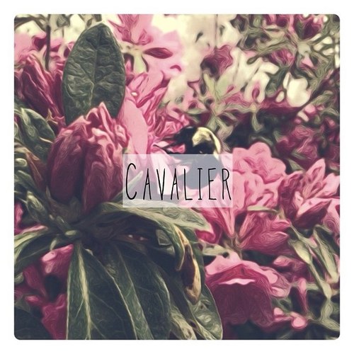 Cavyband's profile picture. Rock •Branson - drums •Nick - bass/voc •Wesley - guitar/voc •Jared - guitar/voc