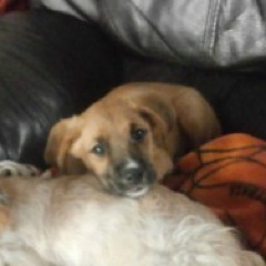 *runs around all excited as he watches someone read his bio* #needsahome