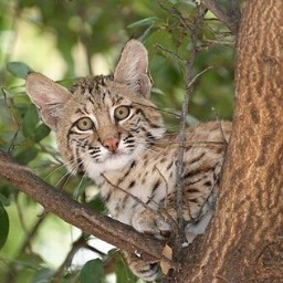 Go Bobcats!