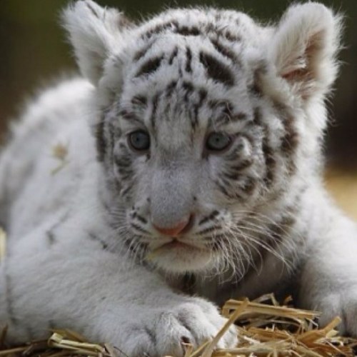 {Tiger}{Mate: None}{Female}{8 months old} Owner 1: @SingingKitten, Owner 2: None, Owner 3: None, Owner 4: None, Owner 5: None
