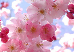 お題サイト“秋桜”のお題をランダムにポストする創作bot ◆こちらからお題を使用される場合も配布元明記をお願いしております。報告は任意。再配布や転載,自作発言などはお止め下さい。※暗いお題がやや多め。使用報告や創作などにいいねをさせていただくことがあります。アイコン＆ヘッダー：伝染病様