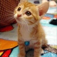 みわっち (@miwa_r1000) Twitter profile photo