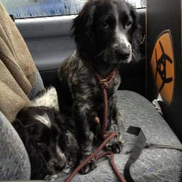 MrsClucksworth's profile picture. dog lover, gamer, mum...not always in that order....