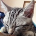 @Lilium_Slide