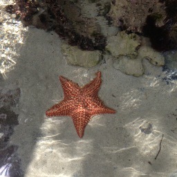 NikolasMantas's profile picture. 