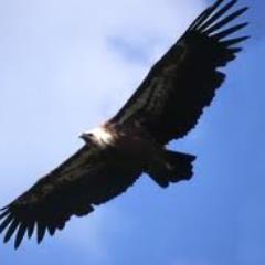 leonrosso94's profile picture. 