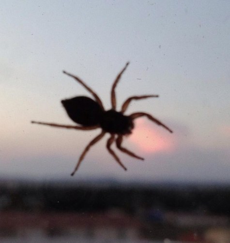 SpiderColonel's profile picture. Dret. Criminologia. RT no vol dir que estigui a favor …