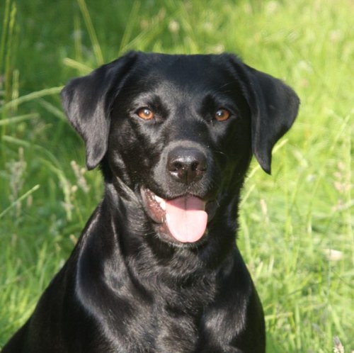 believeinmagicd's profile picture. I believe in Magic & Science, so I make state-of-the-art Training Techniques SUPER accessible, helping guardians Hocus-Pocus their Crazy Dogs into Calm Canines