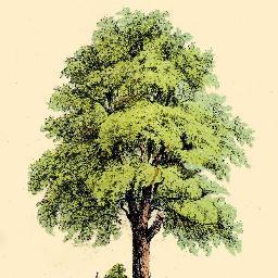 Reforesting the planet one tree at a time. Environment / conservation / trees / life / nature / bio-diversity / reverse global warming / plant a tree today