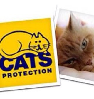 Our branch of Cats Protection is one of over 250 voluntary branches which operates tirelessly day and night on behalf of the nation’s cats and kittens.
