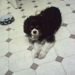 I am a rescue  king charles, dont do a lot, but eat and sleep a lot, I live with me dad, i have to make sure, he treats me well