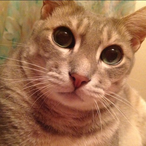 猫好きです