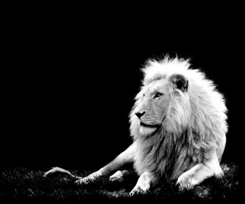 ammarahmed676's profile picture. 