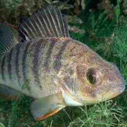 johnmah10359461's profile picture. hi welcome to my tweet page here I will do my best to keep u updated with any hints and tips on perch if it be jig fishing or drop shotting