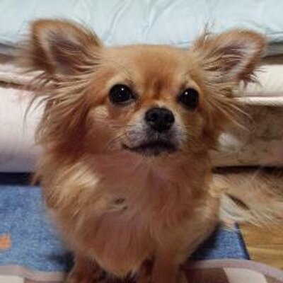 ボーマー キスの種類 プレッシャーキス 唇を押付け合う スタンプキス 唇を軽く開き擦り合わせる ニプルキス 唇に沿って舌先をはわせる インサートキス 交互に舌を挿入する スロートキス 相手の舌を吸う トゲキッス 相手がひるむ キス 魚 天ぷら