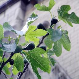 figswithbenes's profile picture. Locavore, healthy kitchen nut, world traveler, and lifelong student