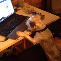 BobTheDog6969's profile picture. Its a Dog on Dog world