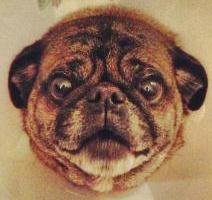 Pugtography = pugs captured in photos by mollyegandesign. A place for all pug enthusiasts!