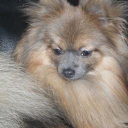 derdrarowland's profile picture. Jewelry Designer, Exotic Pomeranian Lover, Blogger, Fashionista with a penchant for all things fabu.
♥ xoxodr ♥