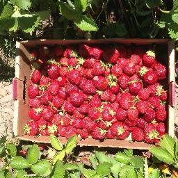 BirgitteSimmons's profile picture. Oregon lover, wannabe gourmet cook, new gardener