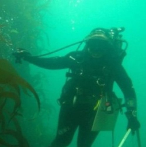 SDSU MSc student looking at effect of self thinning on juvenile Macrocystis pyrifera, and a PhD student in Byrnes lab @ UMass Boston! (see also @SheUrchinBreck)