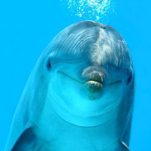 The coolest Dolphin on Twitter