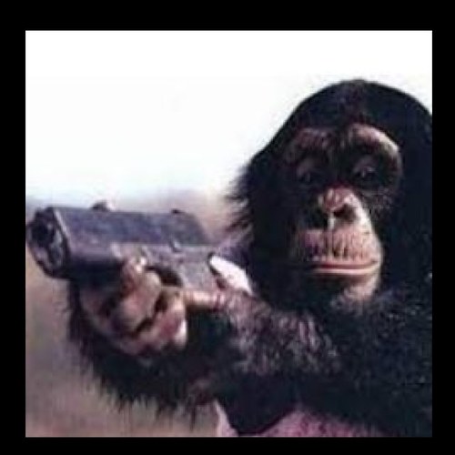 monkeyfan_'s profile picture. whodunnit trained monkey fan page