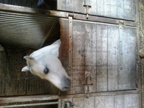 love mijn ponyy barcalodie en verzorg paardje harmpje ♥