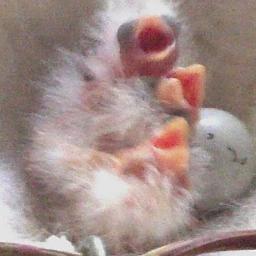 mendocanaries's profile picture. Need Canaries?