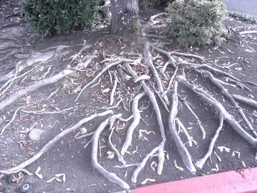 seeourah's profile picture. 