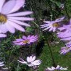 GardenGirls's profile picture. 