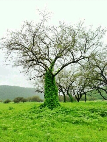 Bader_Al_Lawati's profile picture. 