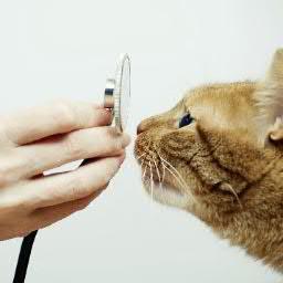 alphadogclinic's profile picture. Ветеринарная клиника. Лучший друг Вашего питомца.