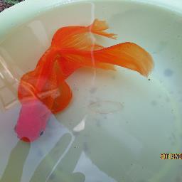 画像は５年間育てた金魚。２０cm特大。趣味は釣りとB、C級グルメ？
通信会社経営しながら、美しい日本を取り戻すべく頑張っています。その鍵は人の力です。日本人が本来持ち合わせていた美しい心は他国にはないもの。これから志を終結させ新たな日本を作りましょう。