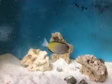 We are a pet shop with a wide variety of animals from saltwater/freshwater fish to reptiles, tarantulas, dogs, and mice.