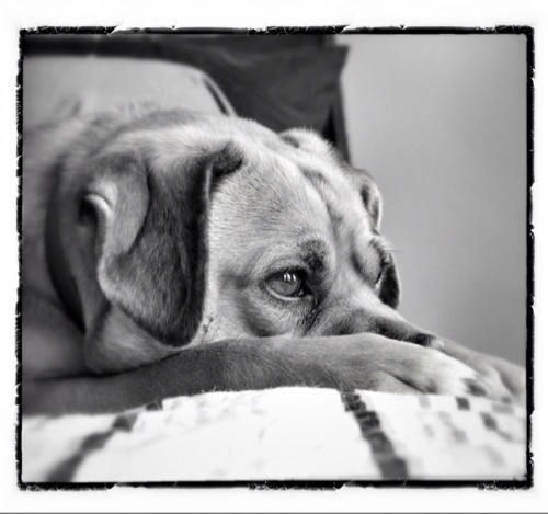 BuddyDaPuggle's profile picture. My humans. Cookies. Gravy. Bunnies. (These are my belongings in the order of importance)