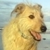Christine Brooks (@chookstweet) Twitter profile photo