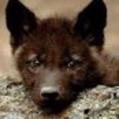 LupusVernula's profile picture. Servant of a big bad wolf. I can be found on FX and FA as well.