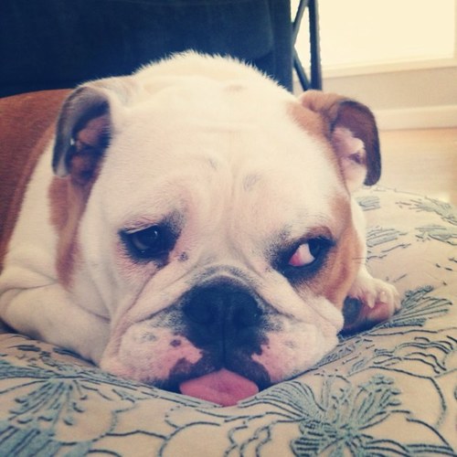 My name is Glitzy and I'm an English Bulldog. I was named after Honey Boo Boo's pet pig. I wear a flower on my collar! [RIP: 9/30/12 - 3/19/18] 💕