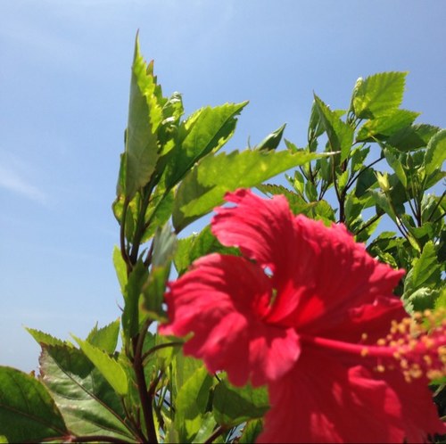 locomoc38707784's profile picture. フラダンス大好き❤️沖縄大好き❤️ハワイ大好き❤