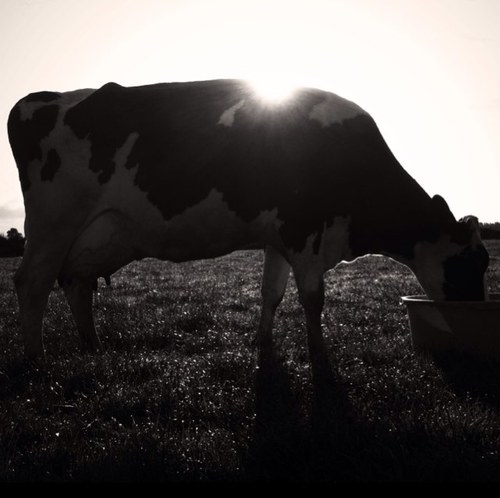 TeamDairy247 Profile Picture